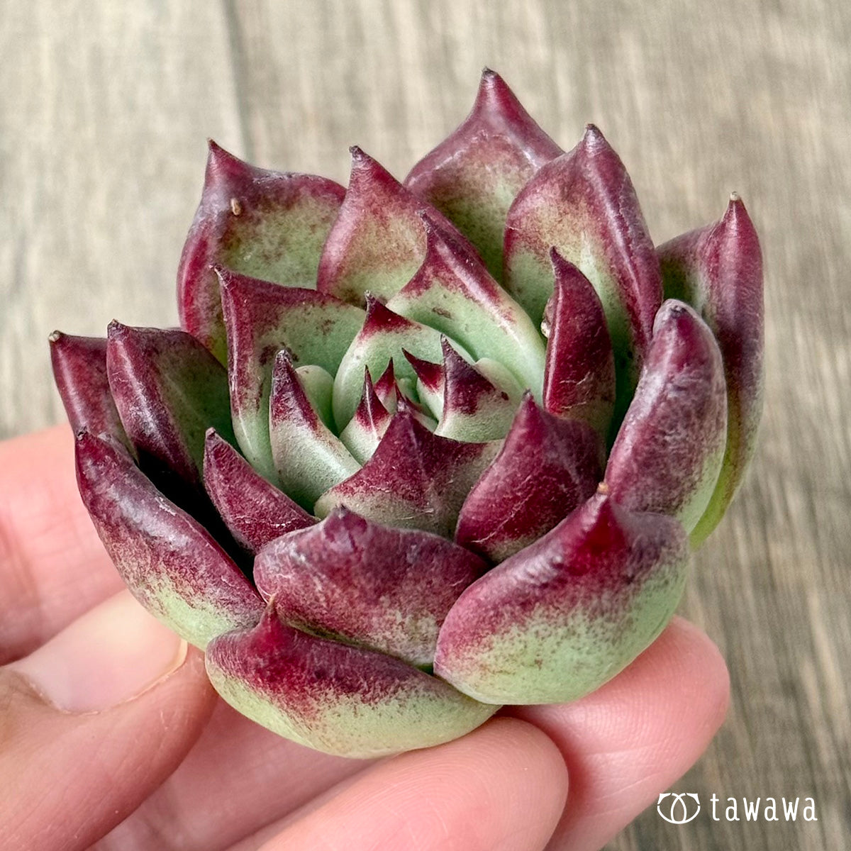 *新入荷* レッドチヒロ スペシャル【単頭】(エアーマジック農園苗)