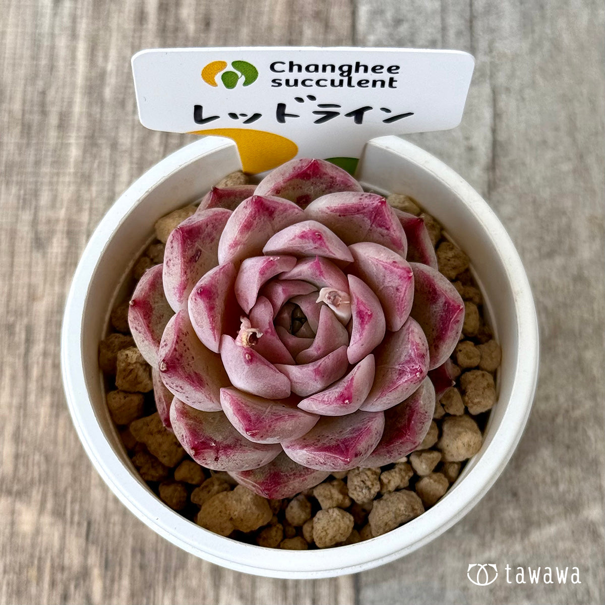 レッドライン (チャンヒー農園苗)