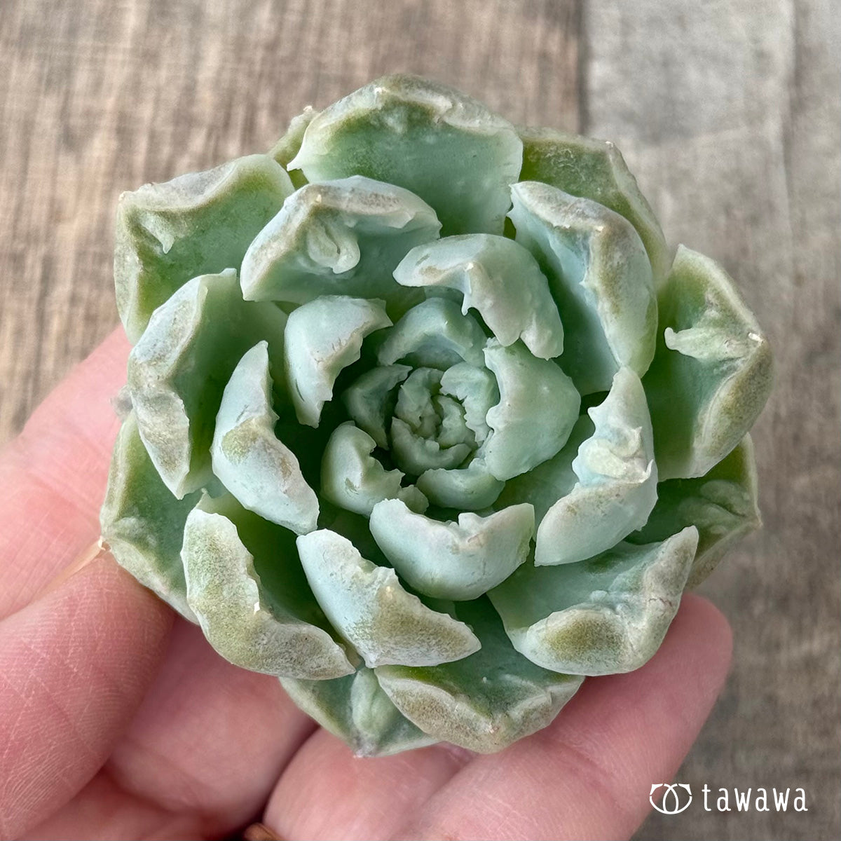 エンジェルデュー【1】（チャンヒー農園苗） – 多肉植物の通販・販売