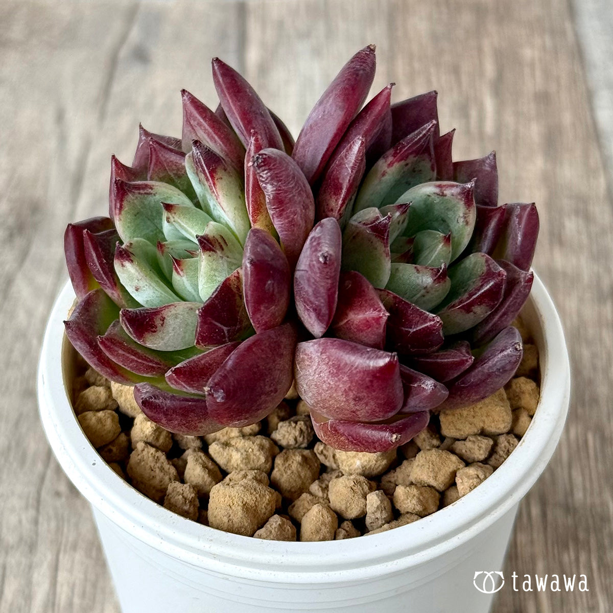 *新入荷* レッドチヒロ スペシャル【双頭】(エアーマジック農園苗)