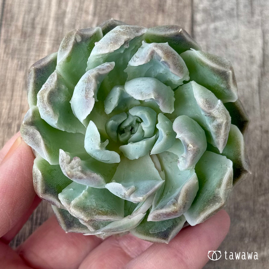 *新入荷②* エンジェルデュー【2】(チャンヒー農園苗)