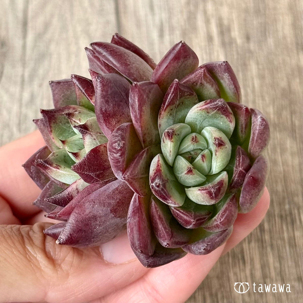 *新入荷* レッドチヒロ スペシャル【双頭】(エアーマジック農園苗)