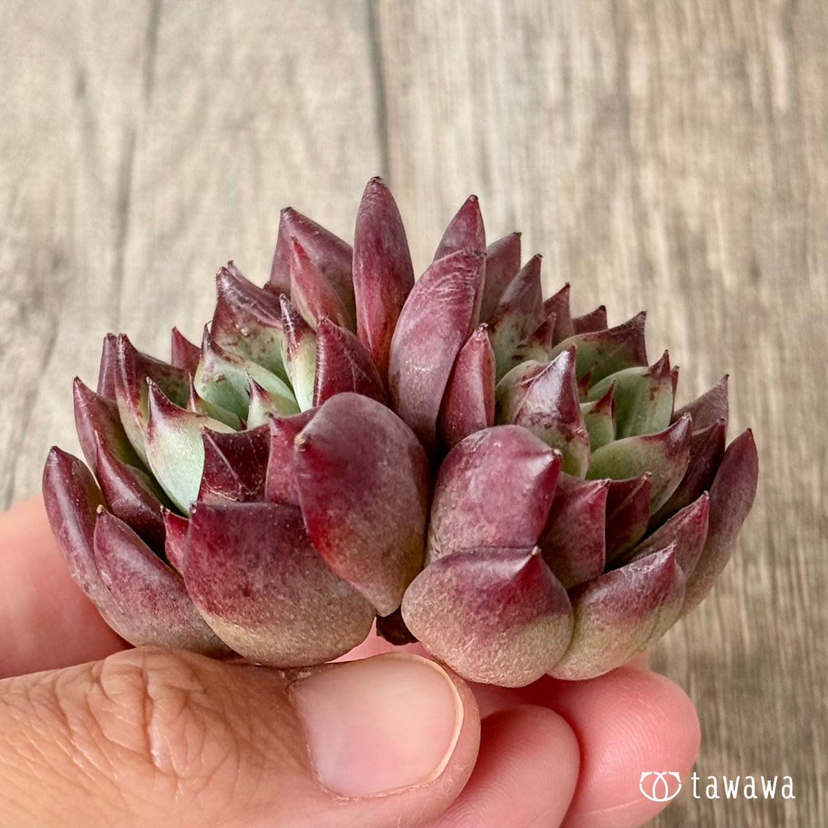 *新入荷* レッドチヒロ スペシャル【双頭】(エアーマジック農園苗)