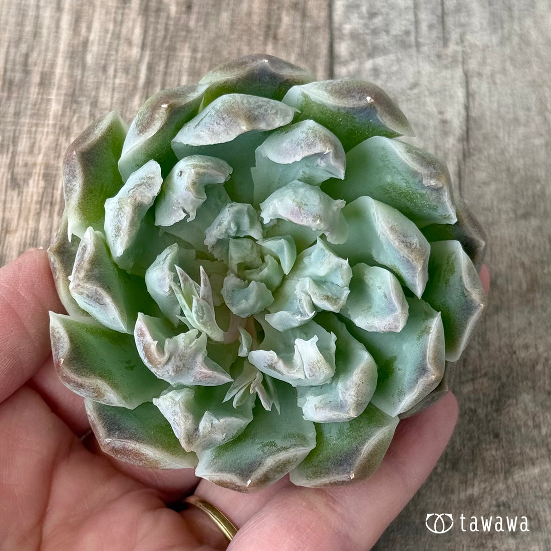 *新入荷②* エンジェルデュー【3】(チャンヒー農園苗)