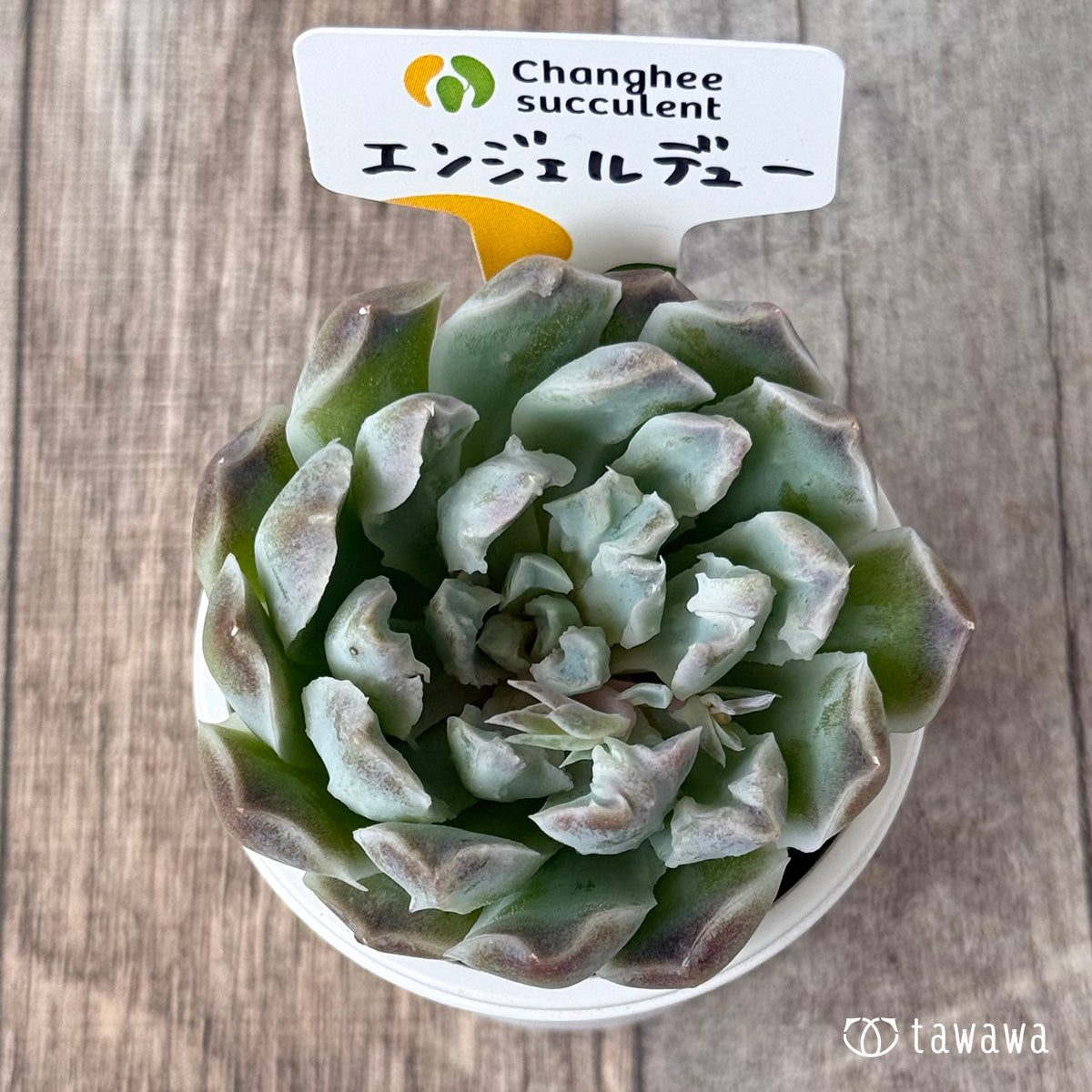 エンジェルデュー【3】(チャンヒー農園苗)