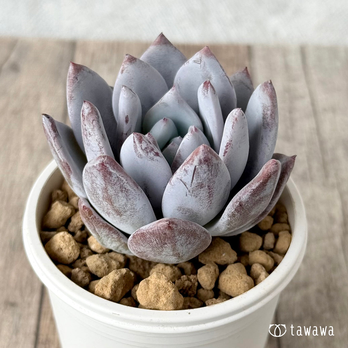 Snow King (Air Magic Garden Seedlings)