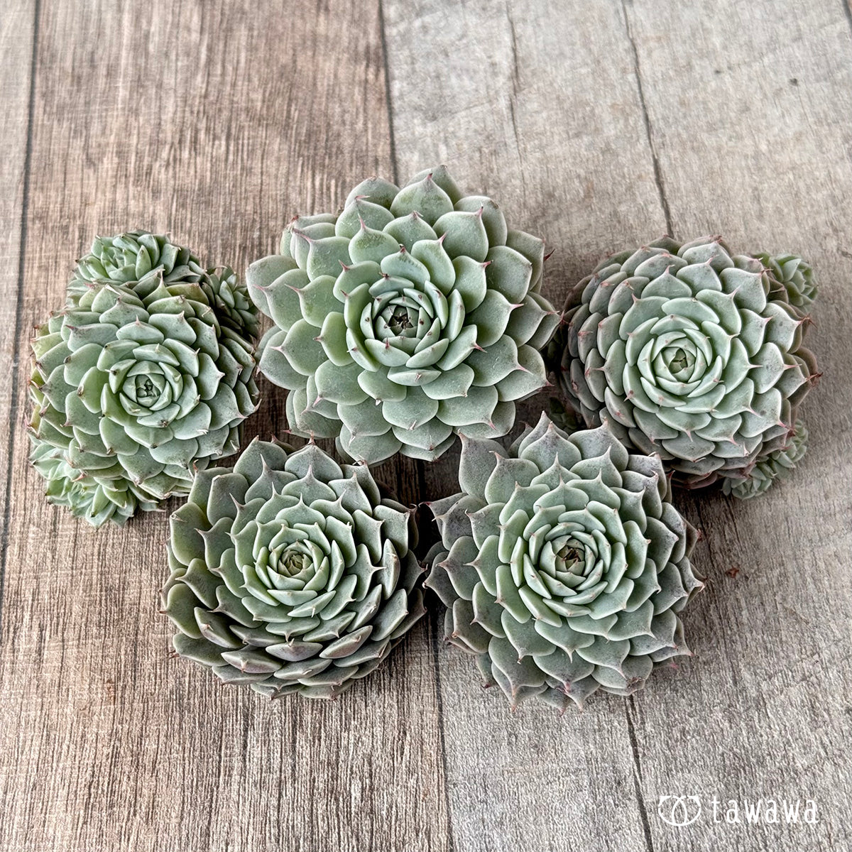 Apollo (Air Magic Farm Seedlings)