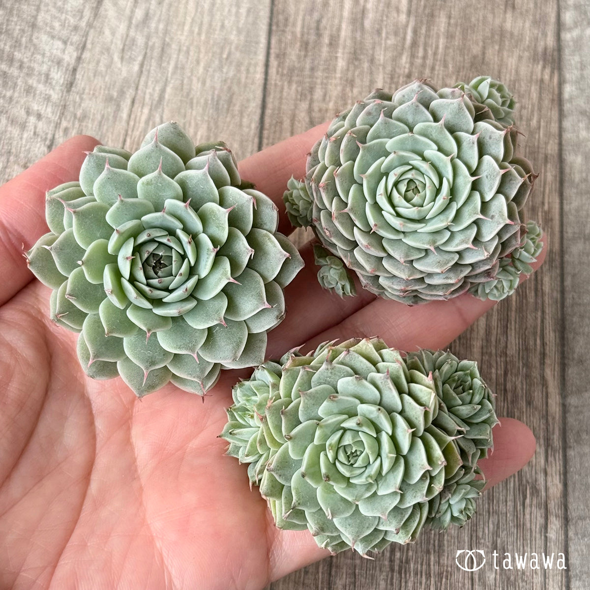 Apollo (Air Magic Farm Seedlings)