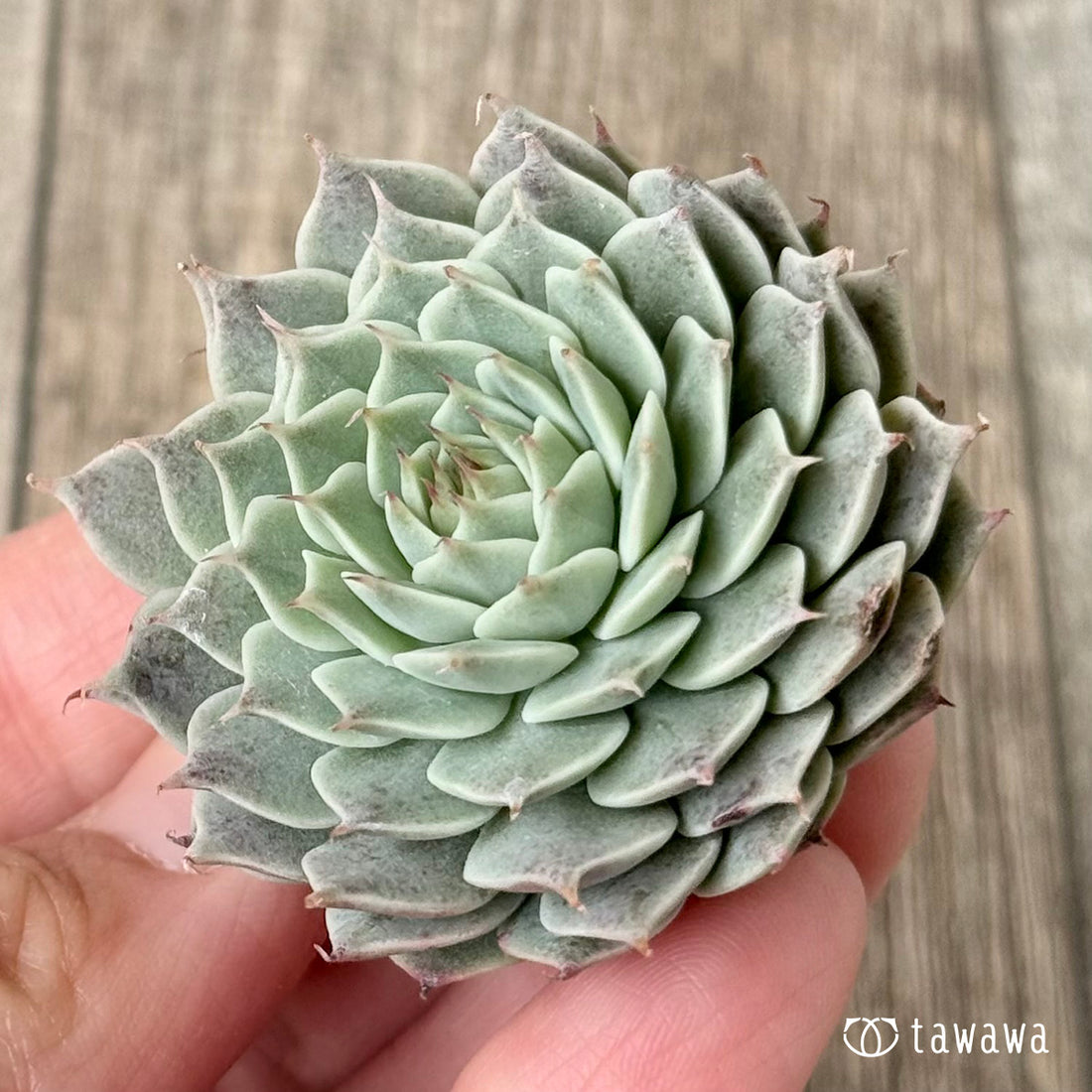 *新入荷* アポロン(エアーマジック農園苗)