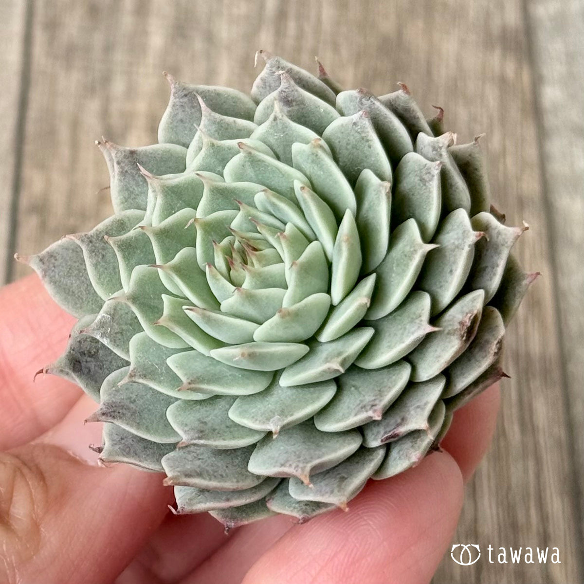Apollo (Air Magic Farm Seedlings)