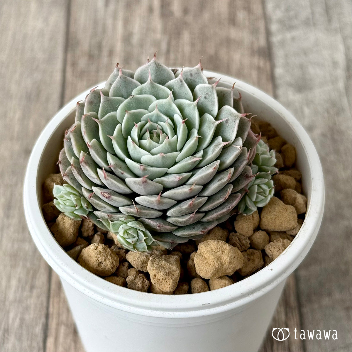 *新入荷* アポロン(エアーマジック農園苗)