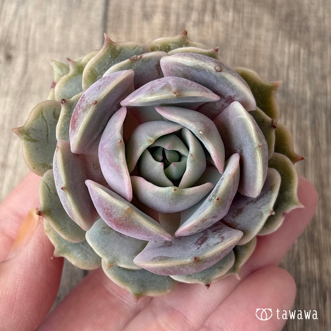 *新入荷②* ピンクローラ(チャンヒー農園苗)