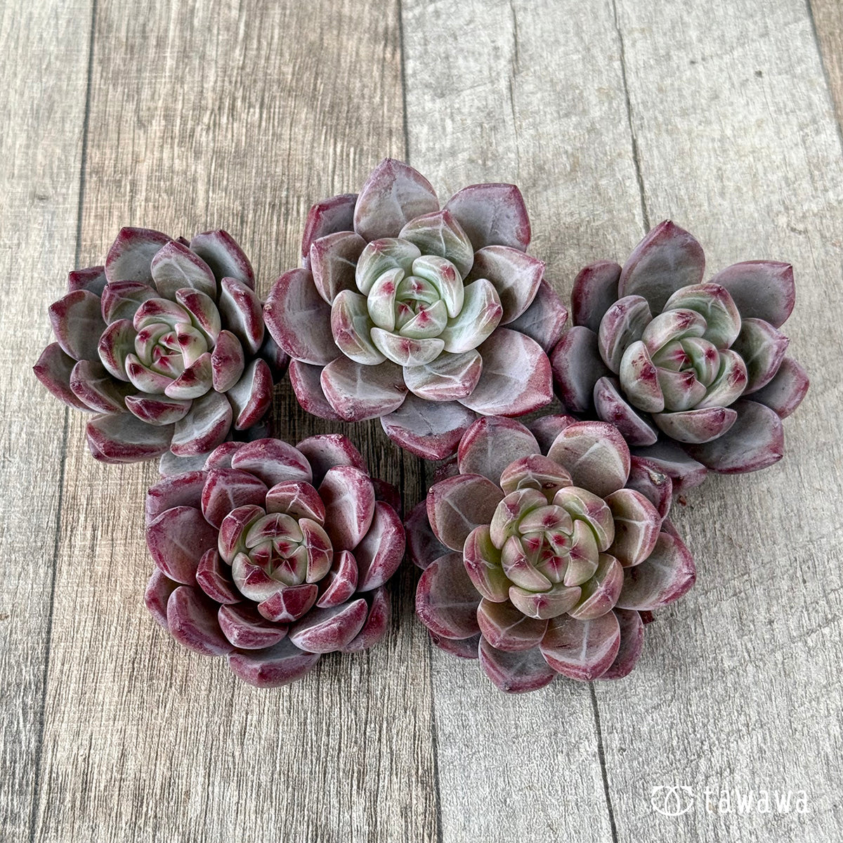 *新入荷* レッドソラ(エアーマジック農園苗)