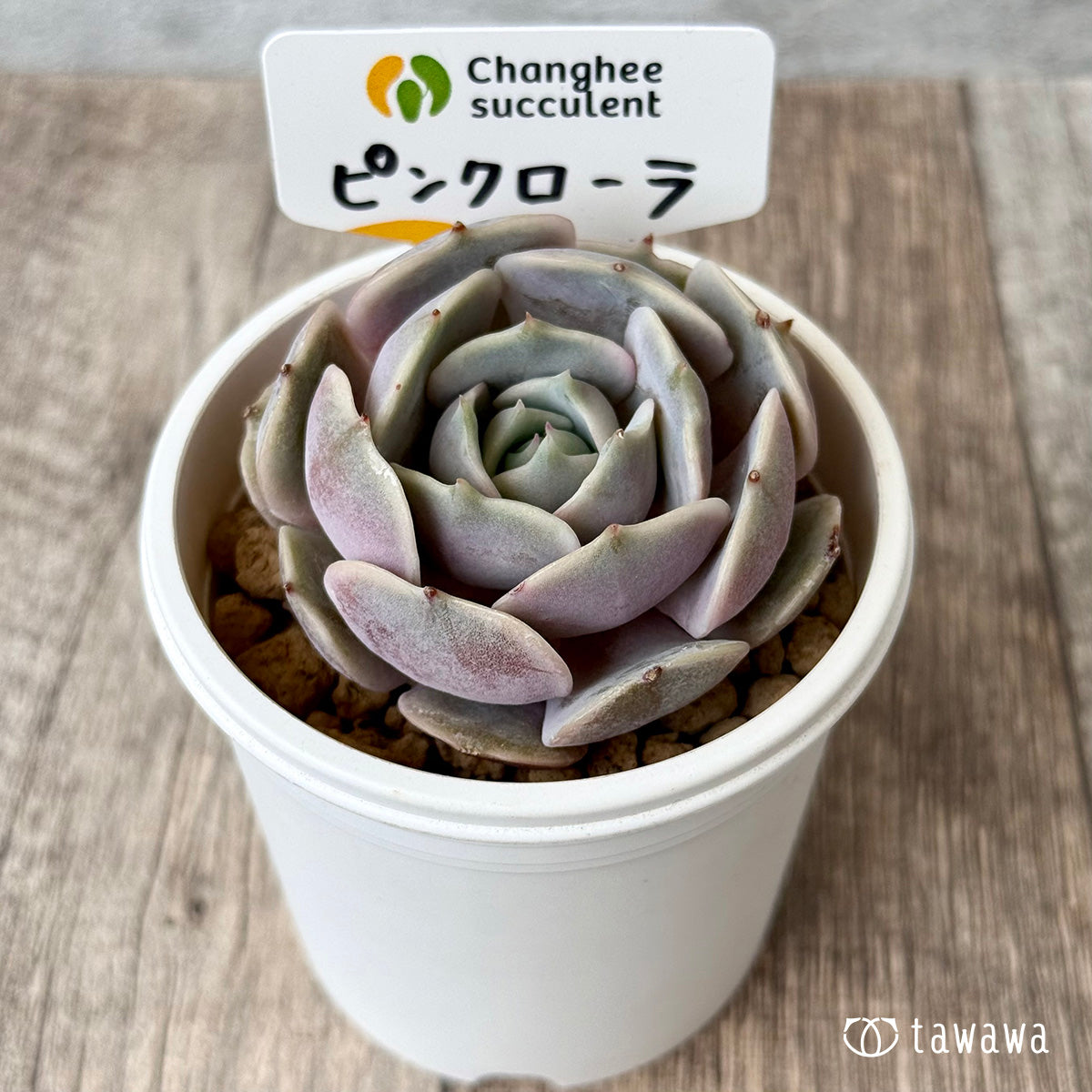 【4/22発売】ピンクローラ(チャンヒー農園苗)
