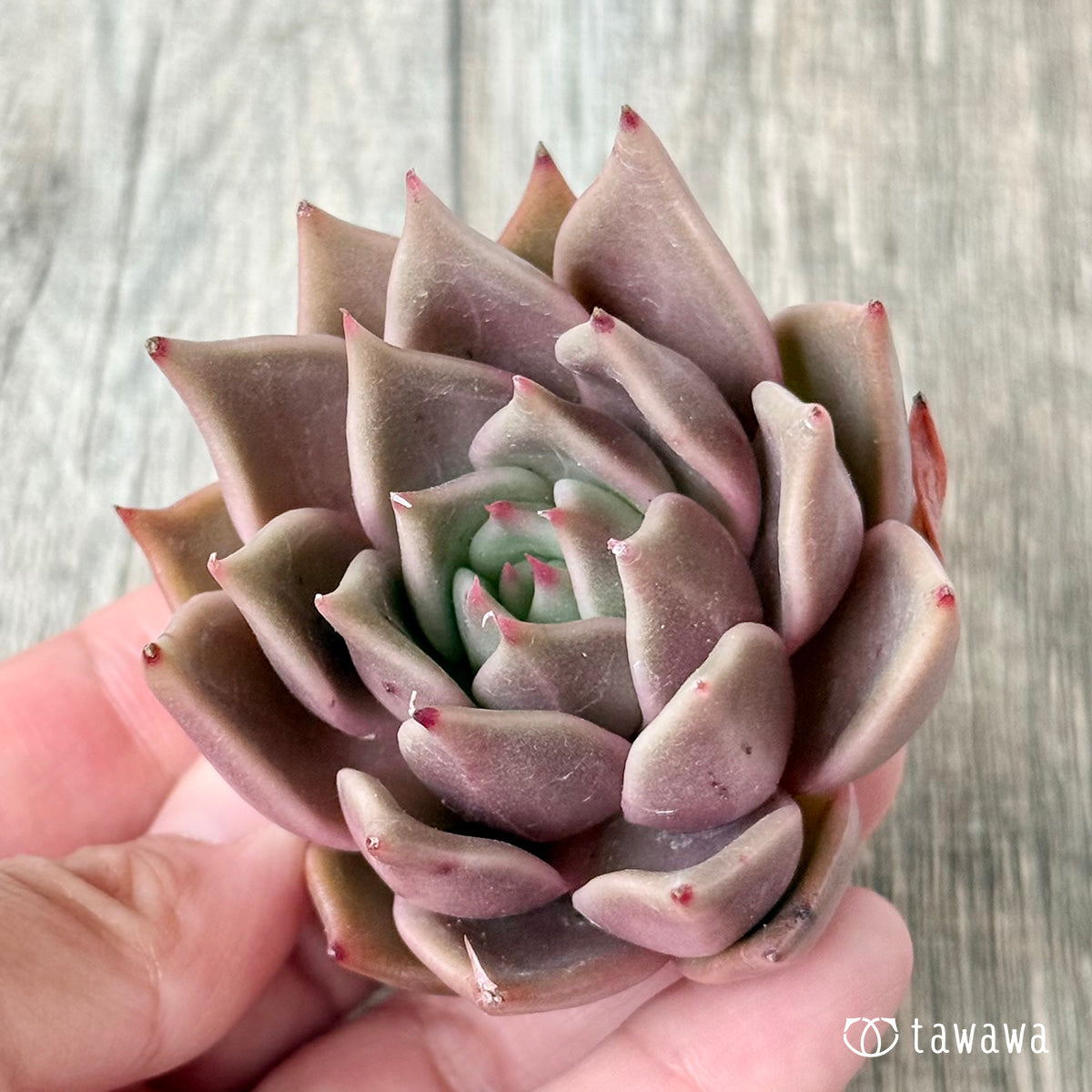 Gasina (Air Magic Farm Seedling)