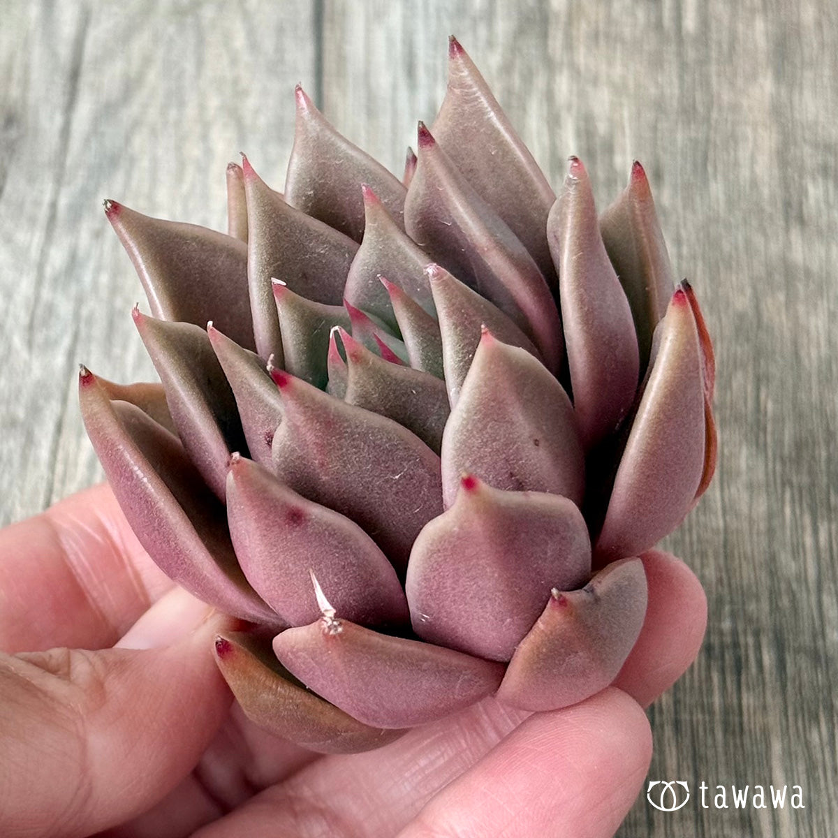 Gasina (Air Magic Farm Seedling)