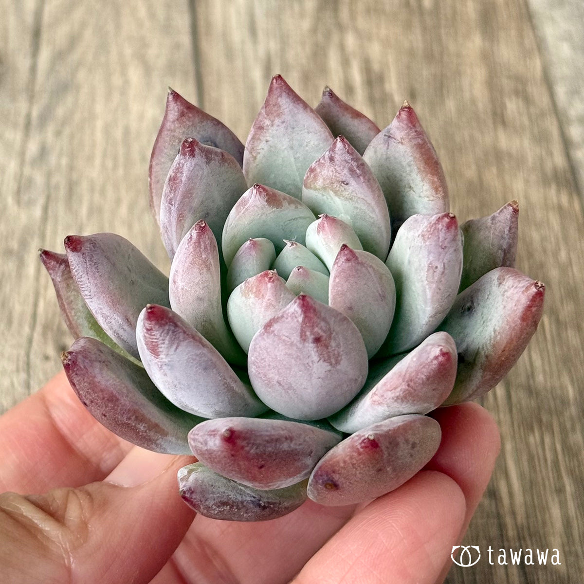 ヒタコ(エアーマジック農園苗)