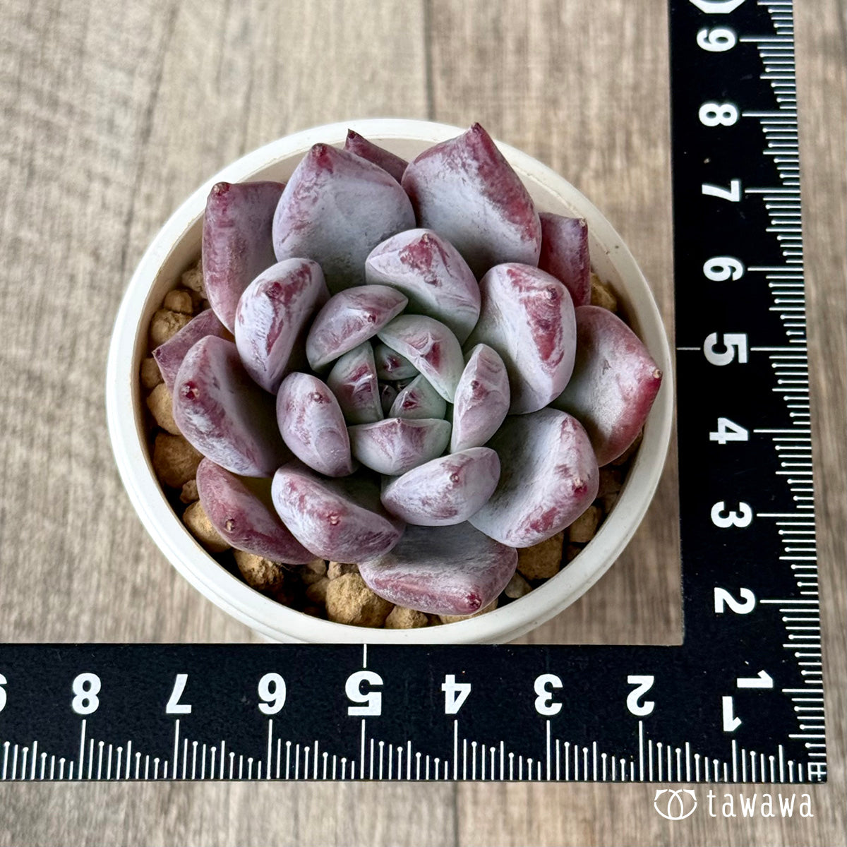 ヒタコ(エアーマジック農園苗)