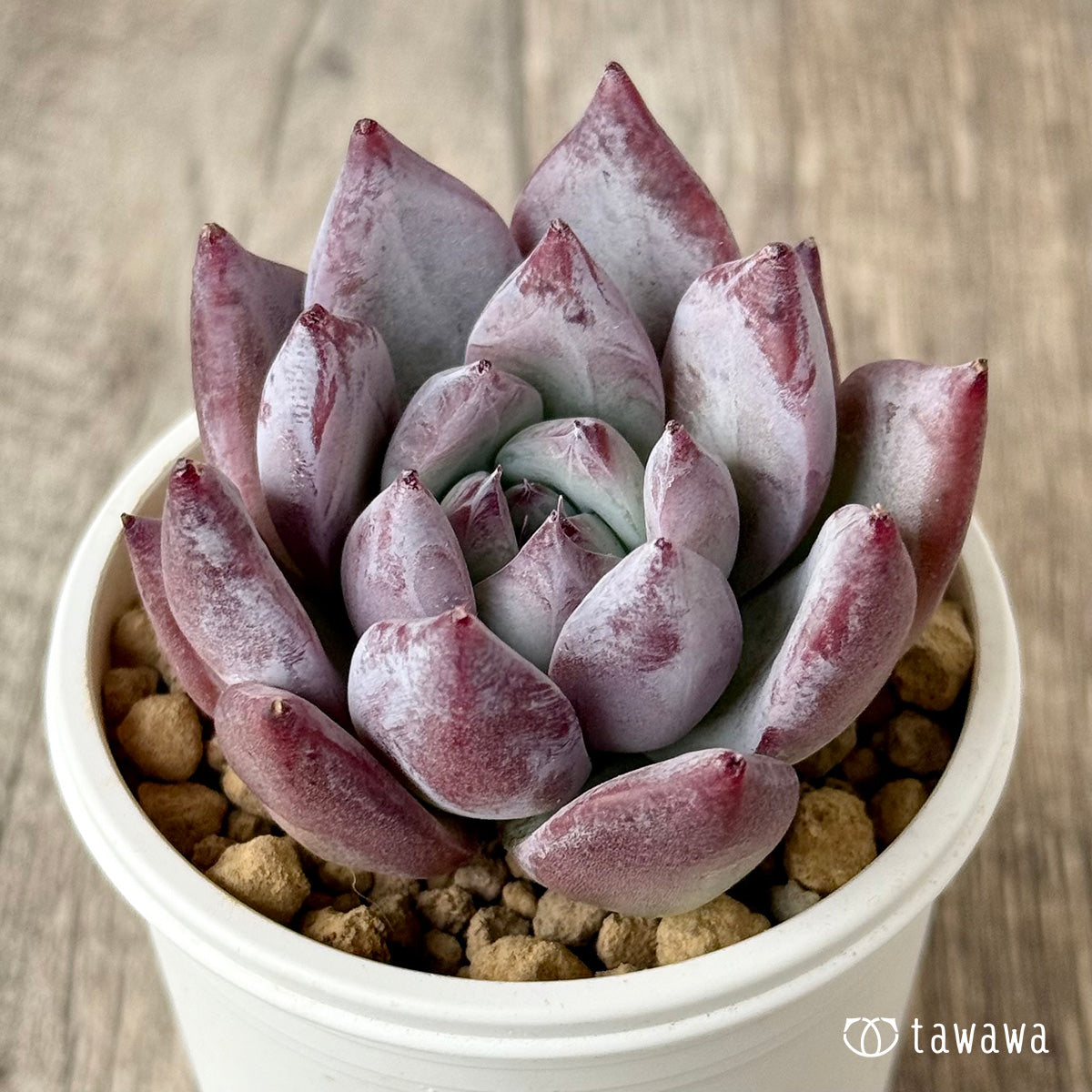 ヒタコ(エアーマジック農園苗)