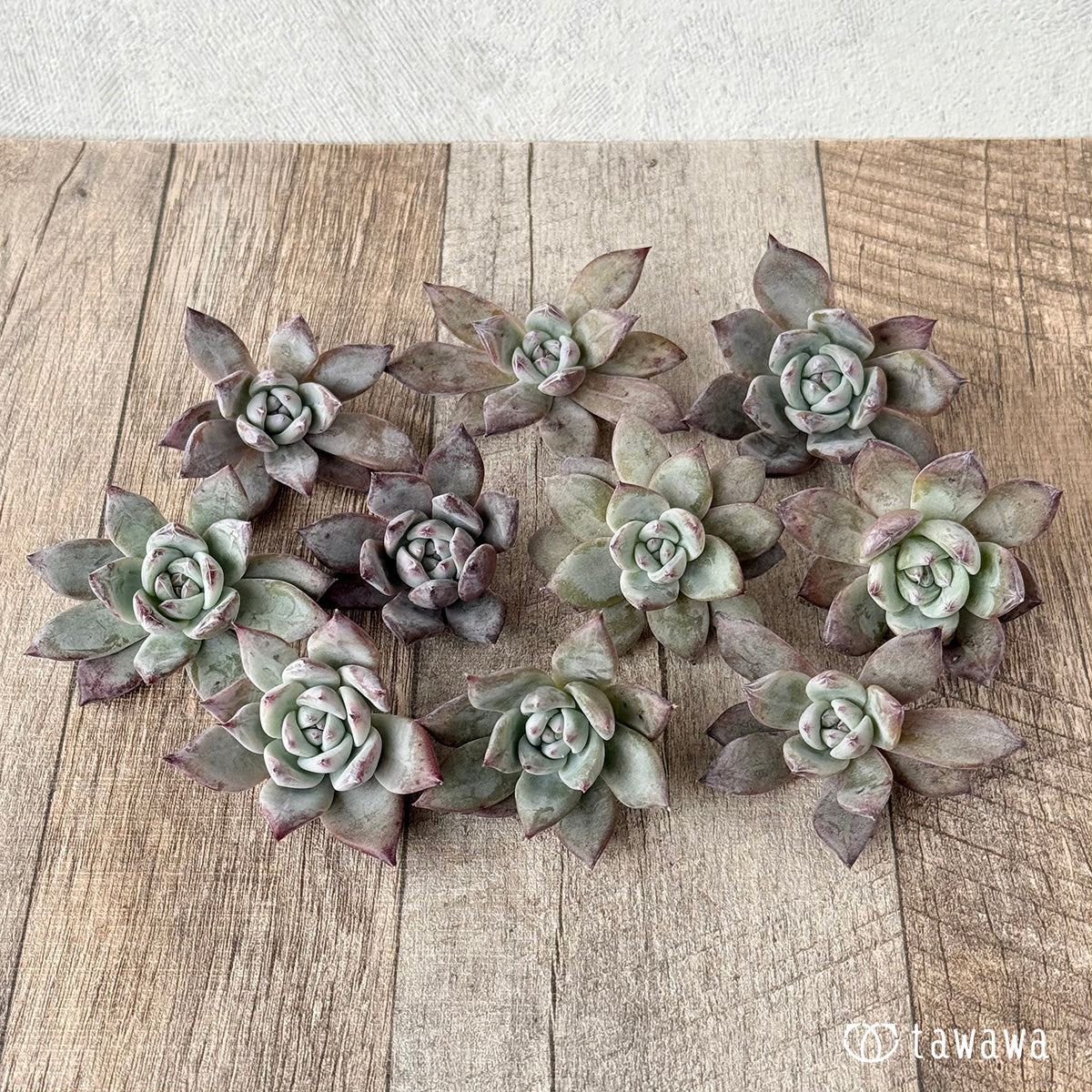 블랙 사바스《데미지 있음》(에어 매직 모종)