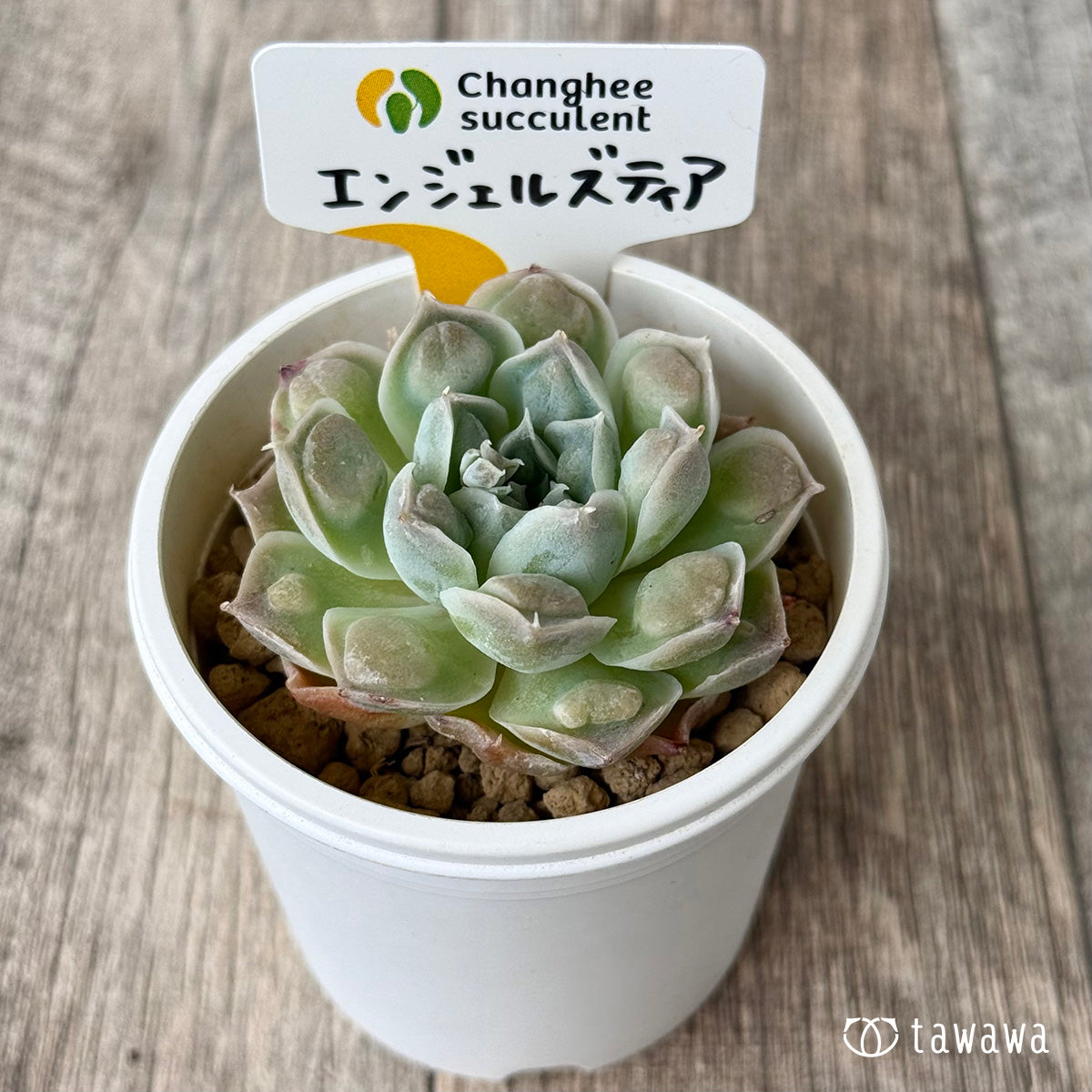 【4/22発売】エンジェルズティア(チャンヒー農園苗)