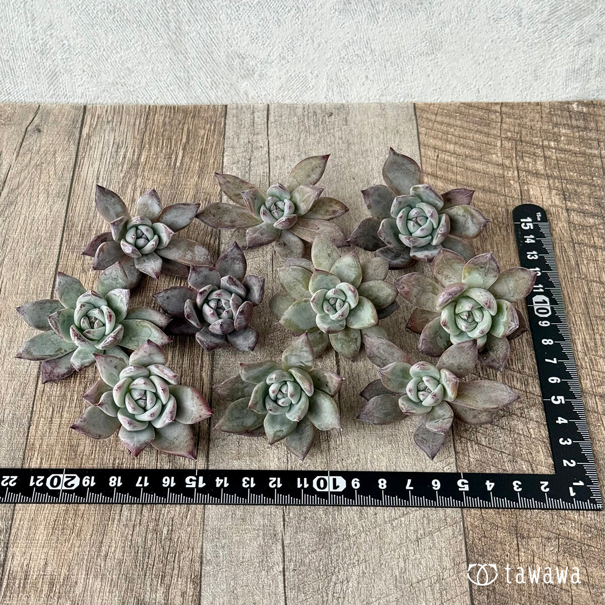 블랙 사바스《데미지 있음》(에어 매직 모종)