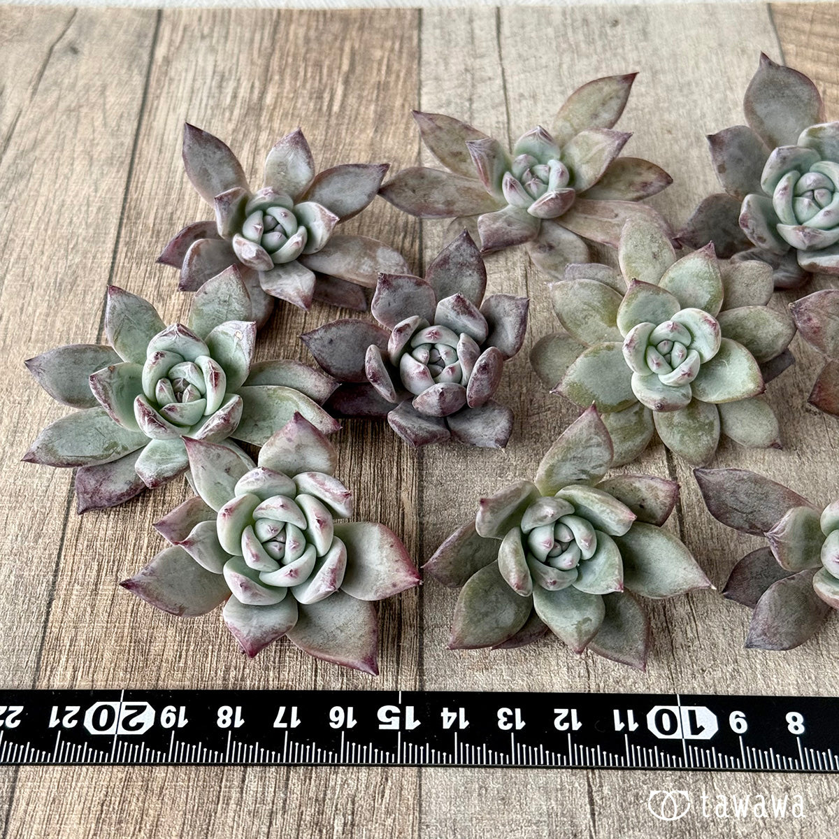 블랙 사바스《데미지 있음》(에어 매직 모종)