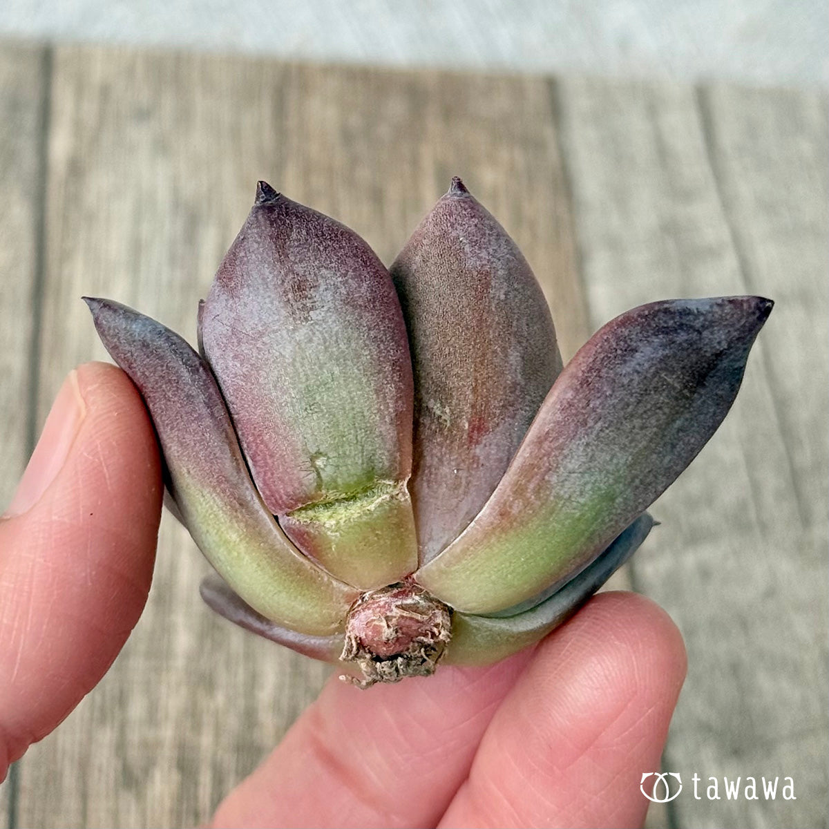 블랙 사바스《데미지 있음》(에어 매직 모종)