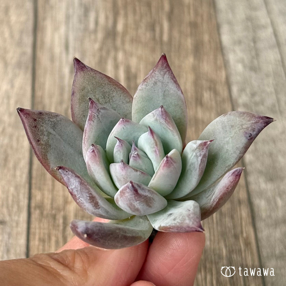 New Arrivals: Ice Green