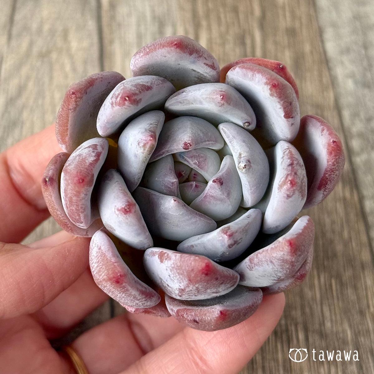 スノータコ（エアーマジック農園苗） – 多肉植物の通販・販売サイト tawawa