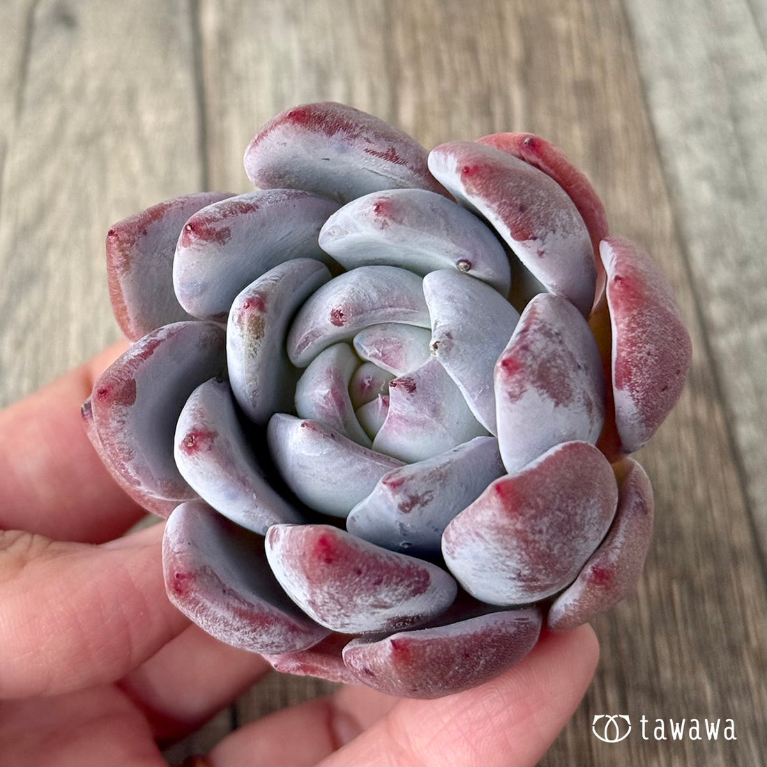 *新入荷* スノータコ(エアーマジック農園苗)