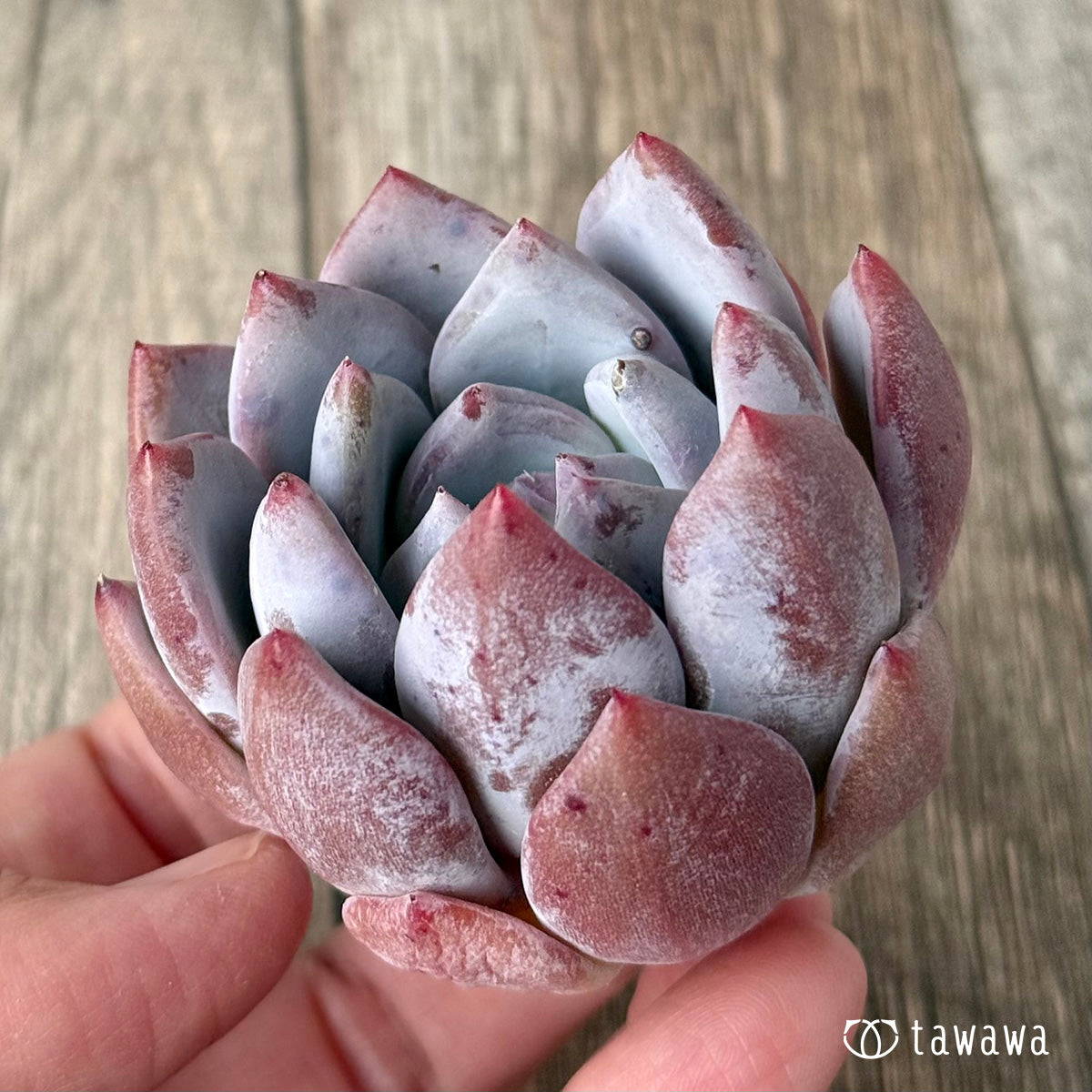 *新入荷* スノータコ(エアーマジック農園苗)