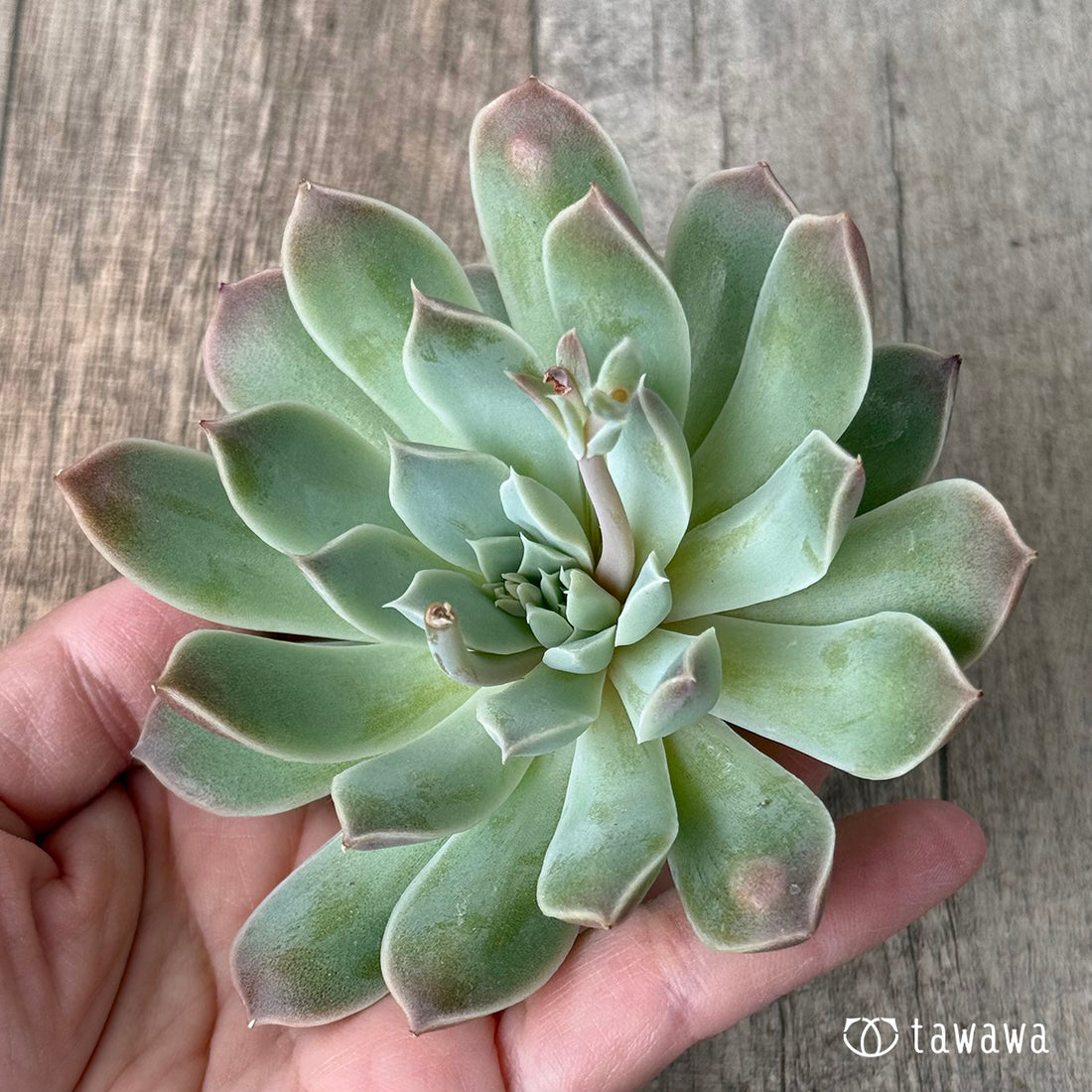 New Arrivals: Ice Green