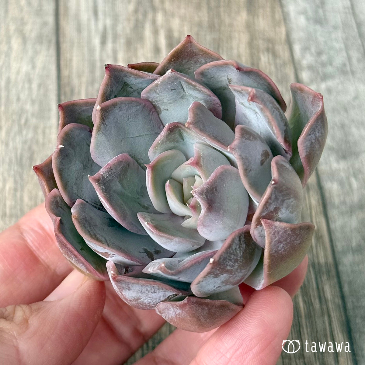 White Kisses (Air Magic Farm Seedling)