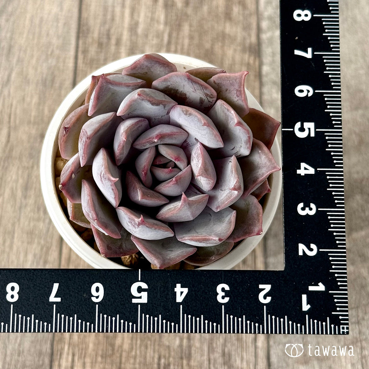 *新入荷* ホワイトキセス(エアーマジック農園苗)