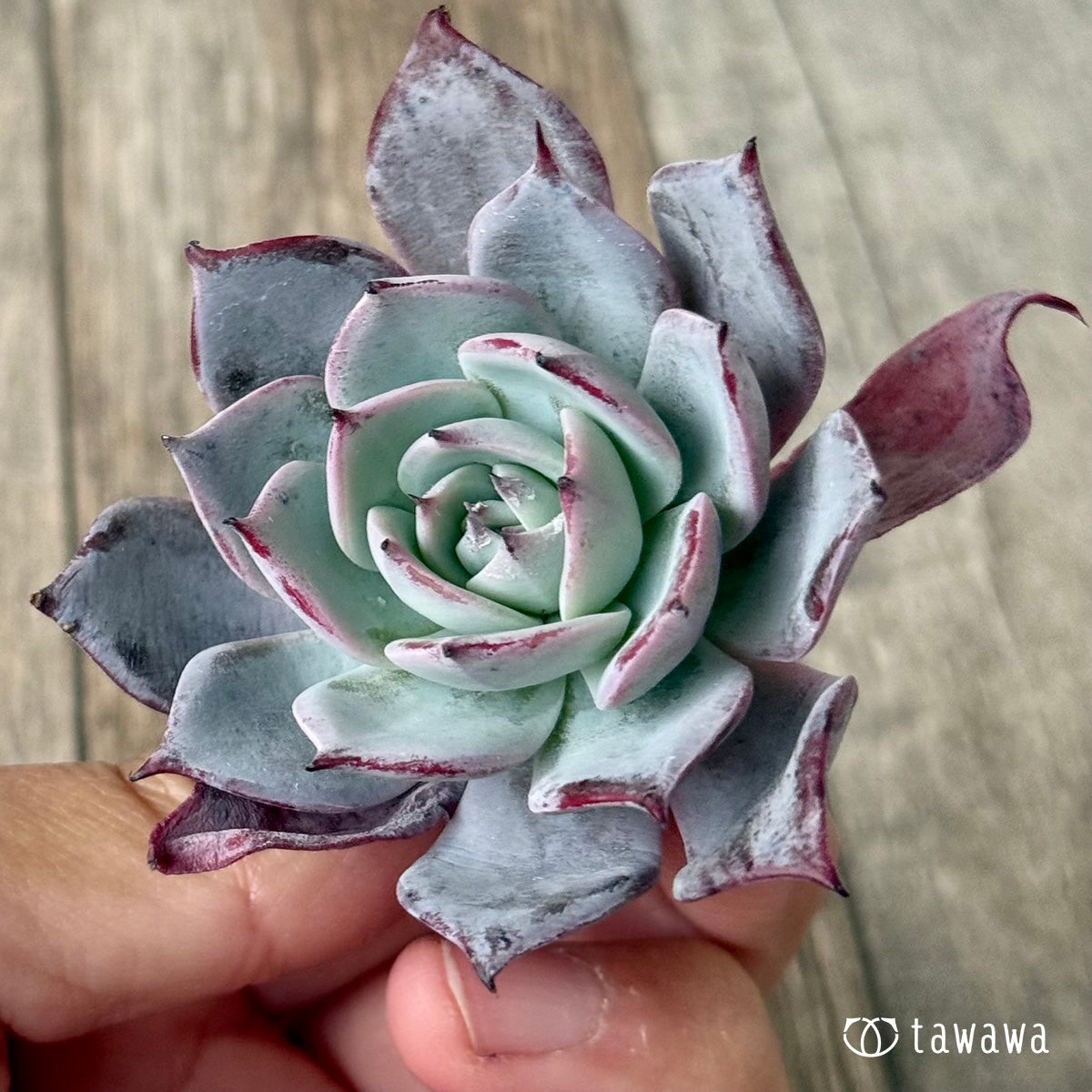 *新入荷* コールドブリュー(エアーマジック農園苗)