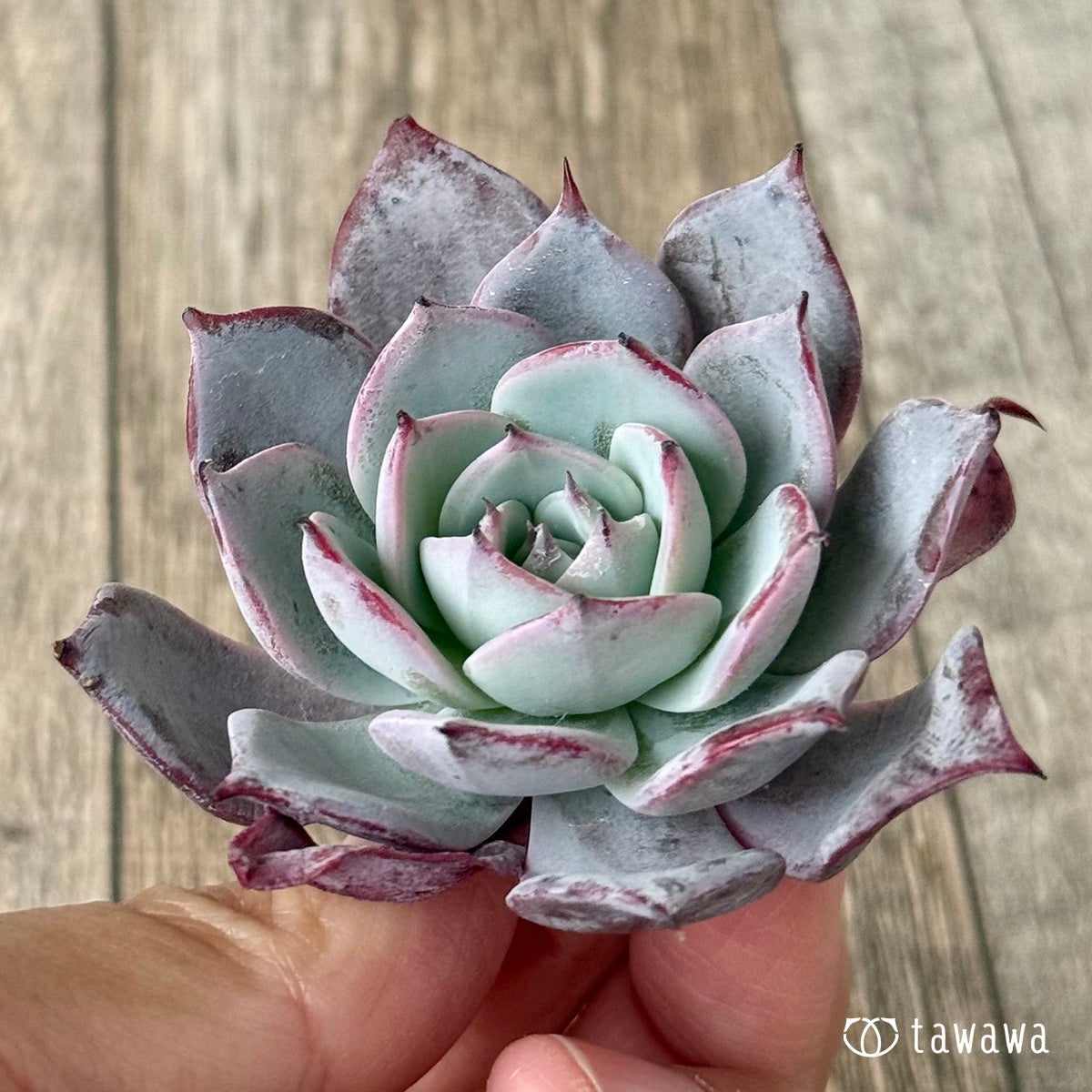 *新入荷* コールドブリュー(エアーマジック農園苗)