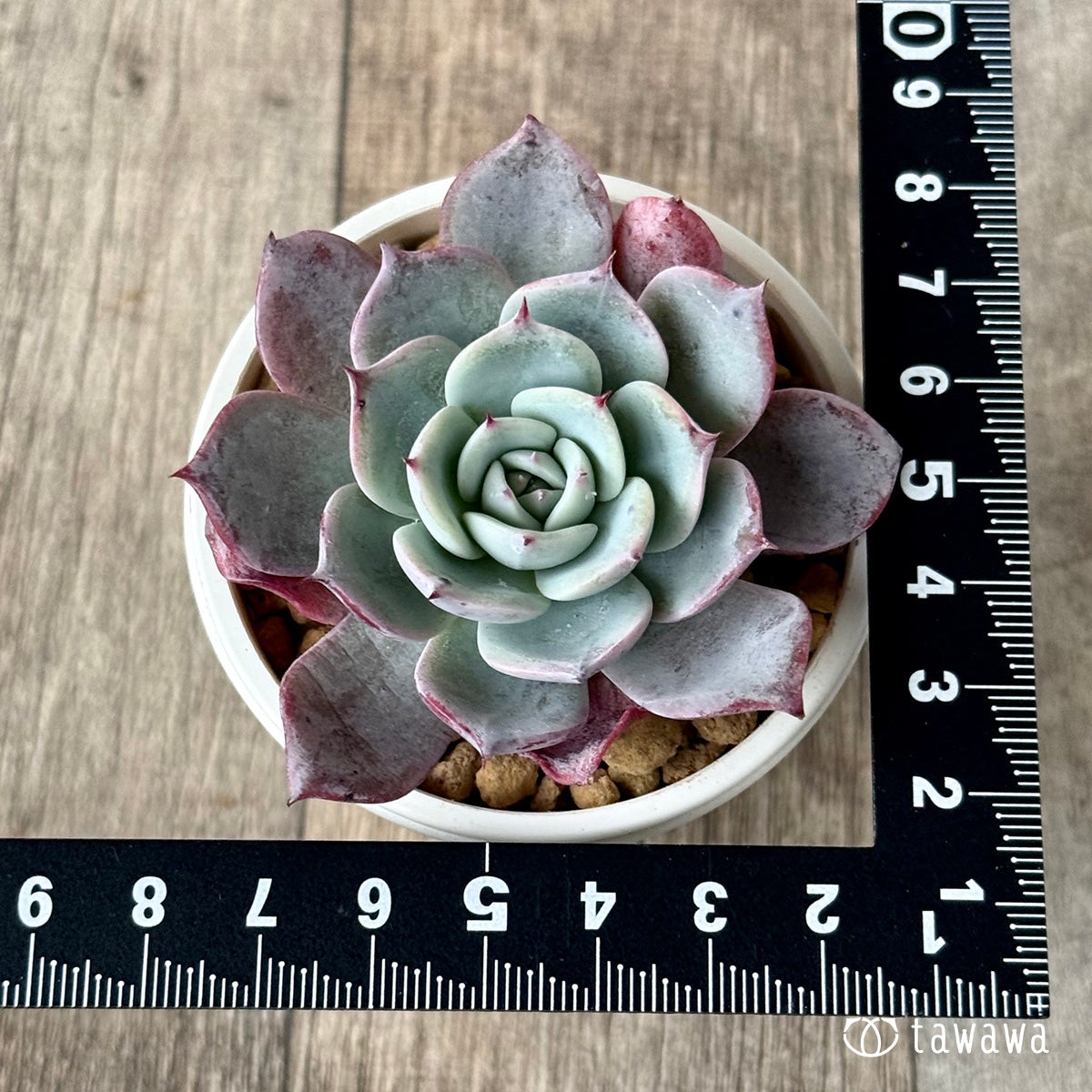 *新入荷* コールドブリュー(エアーマジック農園苗)