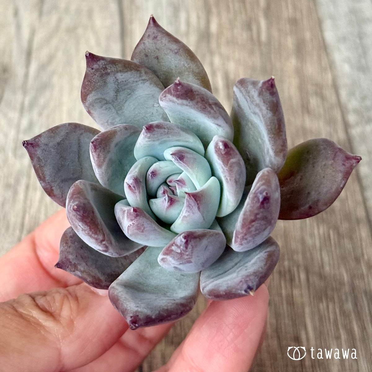 *新入荷* ブルーサバス(エアーマジック農園苗)