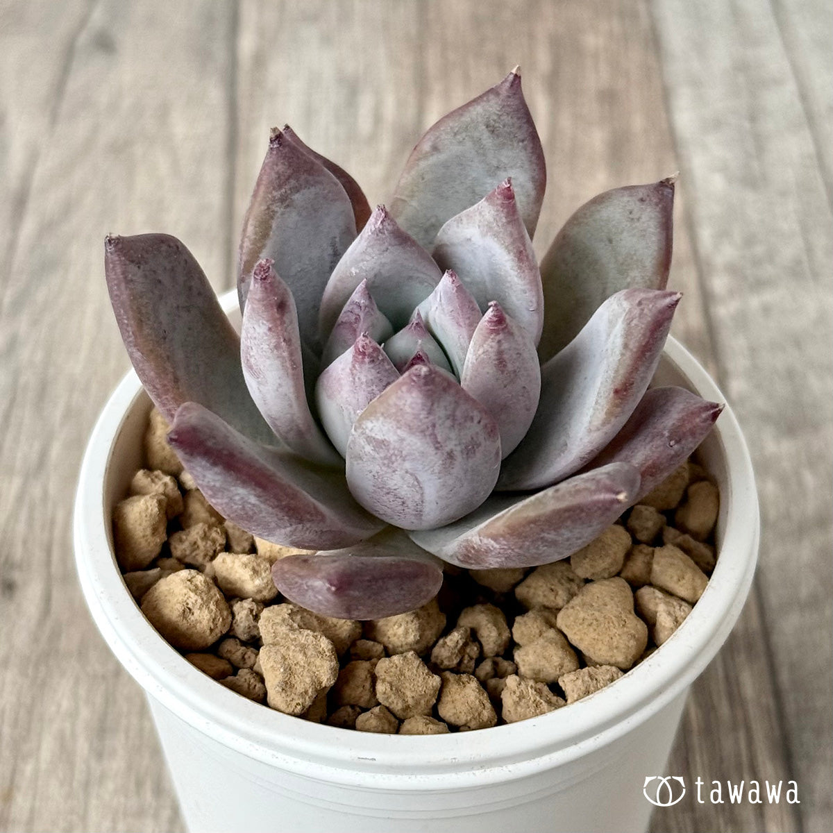 *新入荷* ブルーサバス(エアーマジック農園苗)