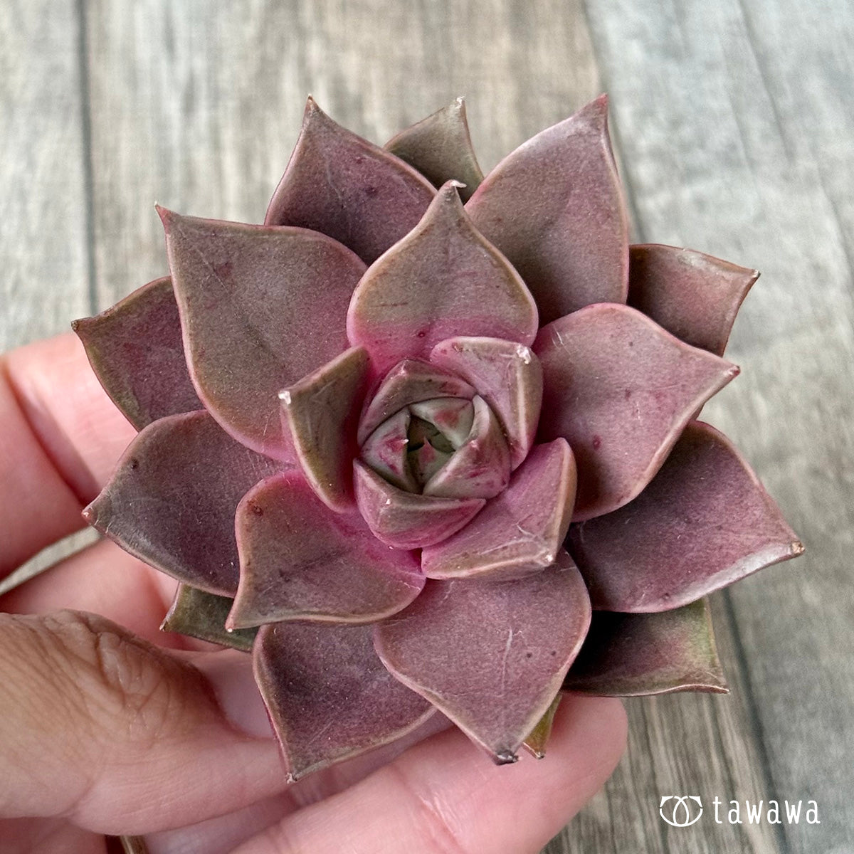 *新入荷* シンビローズ(エアーマジック農園苗)