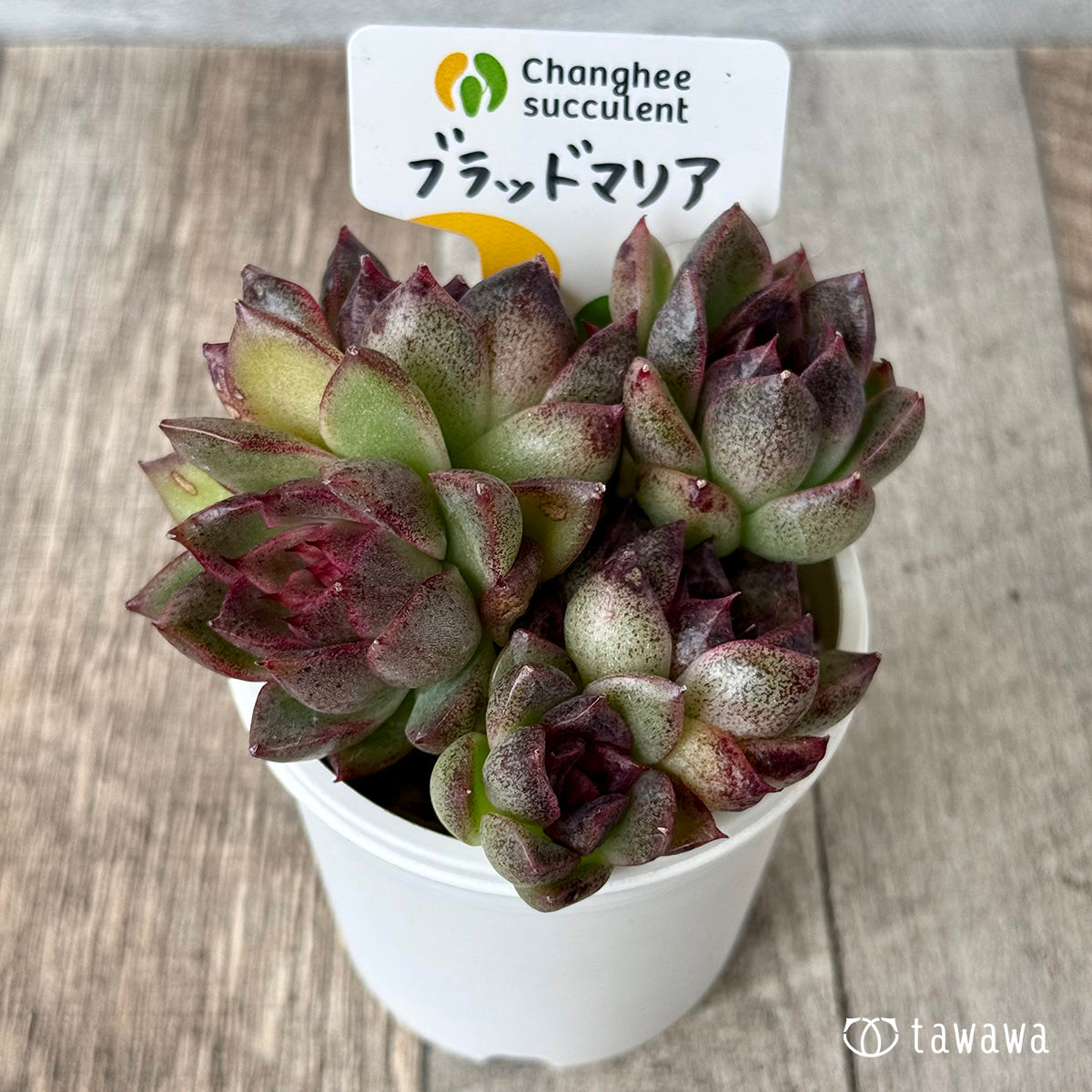 【4/22発売】ブラッドマリア【1】(チャンヒー農園苗)