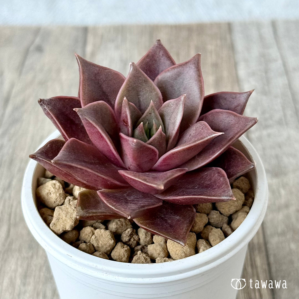 *新入荷* シンビローズ(エアーマジック農園苗)