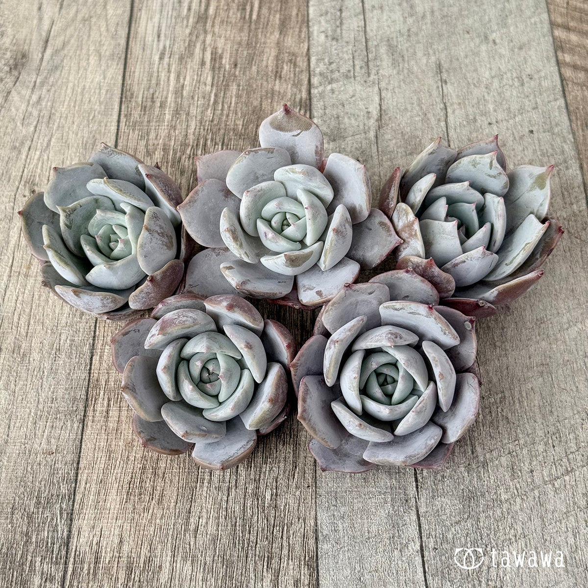 *新入荷* サバリナ(エアーマジック農園苗)