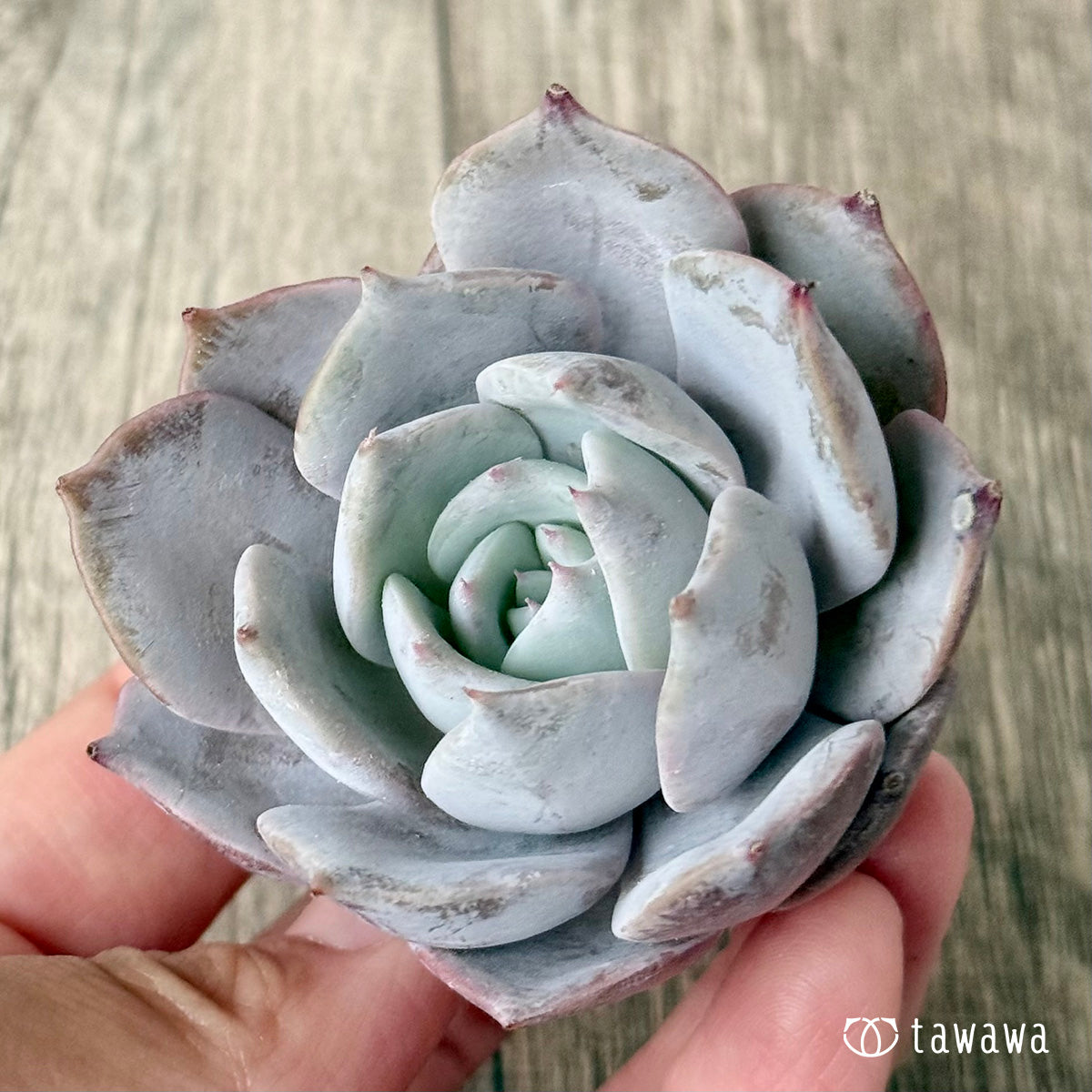 *新入荷* サバリナ(エアーマジック農園苗)