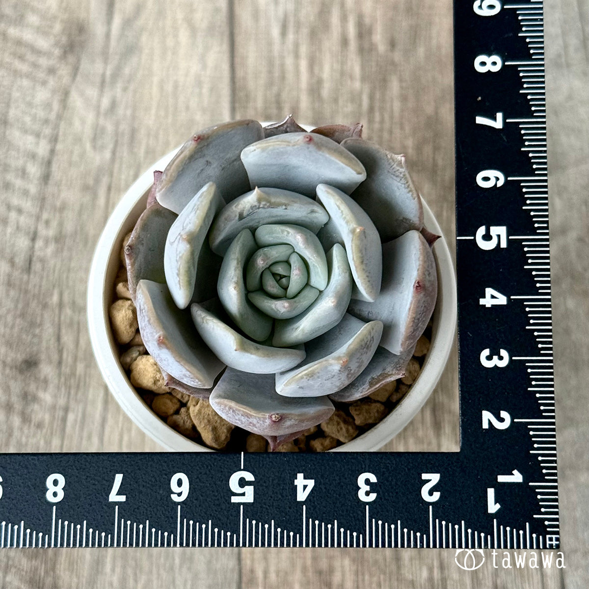 *新入荷* サバリナ(エアーマジック農園苗)