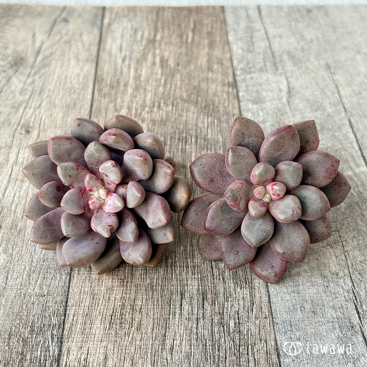 *新入荷* アバンギャルド【単頭】(エアーマジック農園苗)