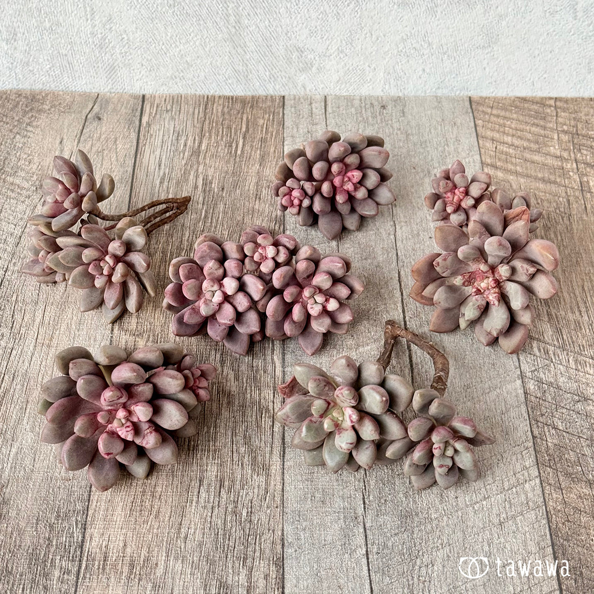 *新入荷* アバンギャルド【多頭】(エアーマジック農園苗)