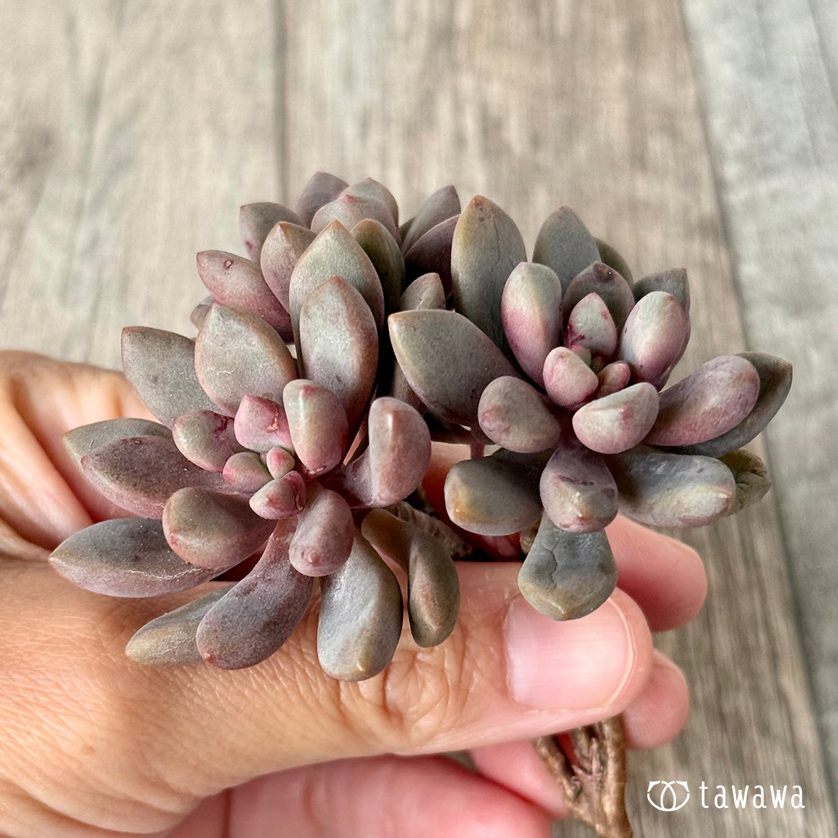 *新入荷* アバンギャルド【多頭】(エアーマジック農園苗)