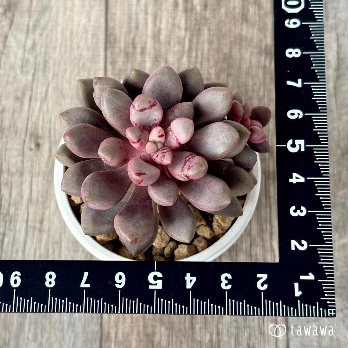 *新入荷* アバンギャルド【多頭】(エアーマジック農園苗)